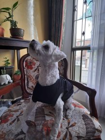 Perro metalero
